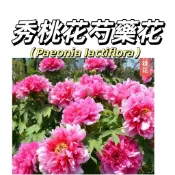 嘉義現貨（秀桃花芍藥花種子 SY-35）濃香型~玫紅色係重辦多年生觀賞花卉耐熱大花型庭院陽台盆栽非牡丹四季可種植