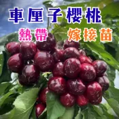 【車厘子櫻桃】4吋盆 平地改良嫁接苗 穩根出貨 陽台果園 櫻桃 櫻桃苗 水果苗 果樹苗 水果盆栽 植物 盆栽 果樹