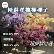 【現貨速發】洋桔梗種子 重瓣切花種子 盆栽花卉 玫瑰花型 春夏開花 播種容易 多色混合 花苗 庭院美化 開花植物 種籽