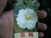 ╭＊田尾玫瑰園＊╯優良綠籬樹種--白花(茶梅)山茶花-1尺盆高80cm1400元