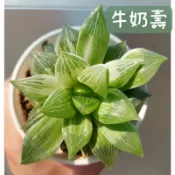 ≡植綠人生≡🌴牛奶壽🌴帝王壽錦│百合科│多肉植物│玉露│療癒│植栽│盆栽│送禮│