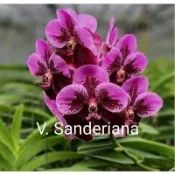 大眾蘭園  萬代蘭 V.Sanderiana