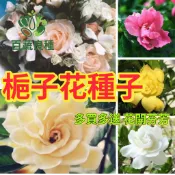 梔子花種子 山黃梔籽 黃梔子 玉堂春 香花植物 庭院灌木 盆栽觀賞 香氣植物 傳統香花 觀葉植物 藥用植物 常綠灌木