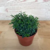 綠園-達摩七里香-3.5吋盆