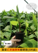 【興大種苗】(季節限定)紅皮蕉苗(組培苗)(3吋盆)