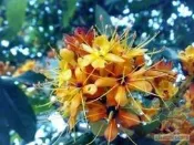羅漢們園藝無憂樹60cm1000元 實生苗又稱火焰樹 花朵大且多 紅豔如火 花期長