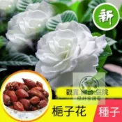 （快速出貨）【梔子花 種子】當季新種 發芽率高 四季易種植 濃香型花卉 重瓣大花 芳香濃郁 陽台庭院觀賞花卉盆栽