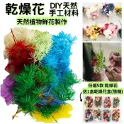 【A-ONE】不凋蓬萊松 浮游花材料包 永生蓬萊松 壽松 不凋花盅配件 手作花材 花藝設計