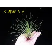 空氣鳳梨 綠毛毛   空鳳 空氣草