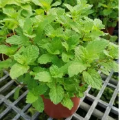【samgreen♥️🌿薄荷🌿】5吋盆/室外盆栽/香草植物