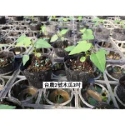 台農二號木瓜/木瓜苗/永吉種苗園