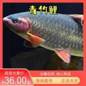 竹䰾鯉鳳仙子青竹鯉鋸齒魚苗淡水紅臉冷水5-35℃原生養殖