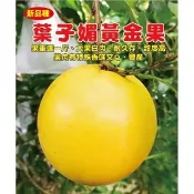 冬蜜黃金果嫁接苗 黃金果 嫁接苗 特株種苗 果肉細緻甜如蜜，甜味略似焦糖味