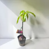 植物空間 愛文芒果 黃蜜文芒果 黑香芒果 蜜雪芒果 台蜜一號芒果 金蜜芒果 紅龍芒果 四季蜜芒果4.5吋 果苗 果樹
