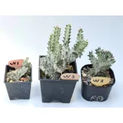[1150816更新] 白春峰綴化 白帝錦綴化 白帝錦 (多 🌵溫馨の多肉🌞 觀賞 大戟科