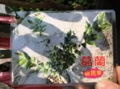 ╭＊田尾玫瑰園＊╯水果苗-(葛蘭)(樹葡萄)黑袋高40-50cm1200元