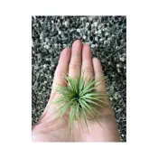 (店+)空氣鳳梨 ionantha ‘‘White“ 白雪公主小精靈