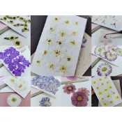 馨苑押花-押花材料-押花花材-波斯菊 天鵝絨 蝴蝶花 超迷你小向日葵 雛菊 飛燕 波斯菊 薺菜花