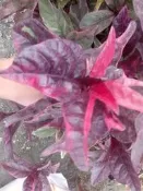 ╭＊田尾玫瑰園＊╯綠籬植物--(紅葉擬美花)