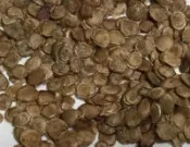 家坤種子專賣店: 樹番茄種子 樹蕃茄種子