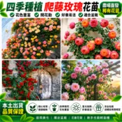 隔日達🌹台灣現貨🌹爬藤玫瑰花苗 3寸盆花苗 帶葉子 爬藤月季玫瑰苗 四季開花 高顏值 熱戀之花 藤本玫瑰 陽台庭院賞