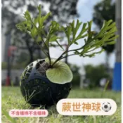 【植感蕨起x蕨世好盆】蕨世神球 亞猴球 亞猴上板 蕨世好盆 亞猴球 水苔球 鹿角蕨上板 上板植物 非猴 亞猴摩天輪