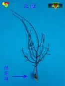寶物石坊】新刊登~天然海樹~海鐵樹~編號1075~沒加工處理~寄居蟹攀爬~魚缸造景~室內擺設~裝飾道具~diy材料＃貝殼