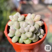 一吋迷你盆【姬秋麗】多肉植物|多肉|景天科｜療癒小物| 組盆|綠手指必備|［Xuan肉園］