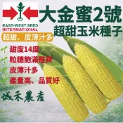 城禾農產🍃 最新批號 大金蜜2號超甜玉米種子 13克約100粒 超甜玉米種子 大金蜜玉米種子 玉米種子 水果玉米種子