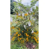 芳香萬壽菊花茶茶包有機轉型期芭樂樹下種植