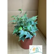 🌸植plant&flower~ 斑葉常春藤  長春藤