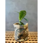 (店+)《斑啾植選》植栽盆套(小)｜咖啡豆麻布袋｜環保再生｜盆栽裝飾｜多肉植物｜觀葉植物