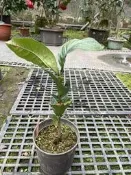 【盛宏茶花】茶花品種︱5吋盆原棵茶花︱博白大果油茶