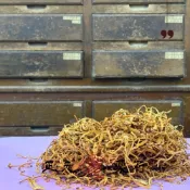 (店+)◤正元蔘藥行◢ *黃金蟲草* 150g 北蟲草 蟲草菇 百菇湯