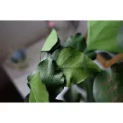 My Wonderful 大地農園！永生花綠葉【常春藤／長青葉】花束配花