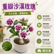 【耐旱好養活｜半日照】39種沙漠玫瑰苗🌹 重瓣沙漠玫瑰花苗 淨化空氣 陽臺辦公室桌面綠植 懶人植栽 原土帶葉