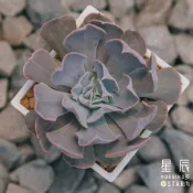【星辰多肉】天鵝湖   三吋 穩根連盆寄送。多肉植物，療癒，觀葉，多肉。（寄送會掉葉，可接受再下單）