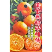 黃金無籽砂糖橘嫁接苗 黃金無籽砂糖橘