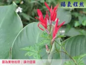 [福氣程然] 新鮮蓮焦花葉子 蓮蕉  紅蓮焦 美人蕉 曇華 曇花 蓮召花 連召｜(小農自家生長)