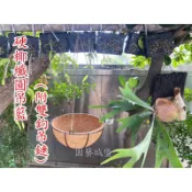 【園藝城堡】 硬椰纖圓吊籃(附鏈條) 硬椰纖圓吊組 椰纖吊盆 半圓椰吊盆 吊籃(台灣製造)