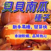 貝貝南瓜種子 栗子南瓜 迷你南瓜 日本南瓜 盆栽南瓜 家庭菜園 陽台種植 瓜果種子 爬藤植物 有機栽培 菜園種子