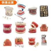 💛一個牙齒模型牙齒教學練習模型可拆卸牙齒的牙科模型91003