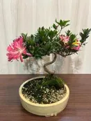 《夢花火》盆景-日本皋月杜鵑雕朔造型-品種名（花瓶）盆栽/植栽