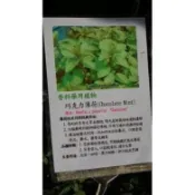 花花世界-香草植物**巧克力薄荷 ** 5吋盆/高13-20cm/清涼芳香/MA