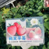 小花園藝 可食用草莓 桃薰草莓 3吋盆 $80