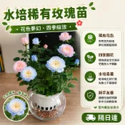 現貨【根系健壯｜好養易活】稀有玫瑰花苗🌹 濃香型玫瑰苗 陽臺庭院皆可種 耐寒耐熱 新手好養開花植物 玫瑰盆栽