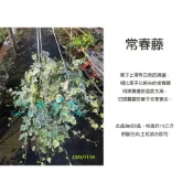 心栽花坊-常春藤/長春藤/6吋/斑葉常春藤/觀葉植物/室內植物/特價280