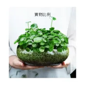 (店+)【巨路生活】插花盆 水培植物盆 陶瓷花盆 大口徑水養花盆 一葉蓮銅錢草碗蓮專用盆缸