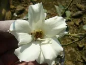 ╭＊田尾玫瑰園＊╯香花植物-玫瑰-(雀弟)