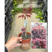 田尾玫瑰園 l 紅楓．紅猩猩【5吋盆 高度約30cm】楓葉 楓樹苗 觀葉植物 (植物眾多歡迎詢問) 盆栽 植栽